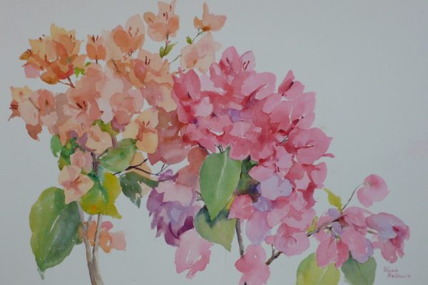 Bougainvillea-watercolour-54cm-x-36cm-image-size